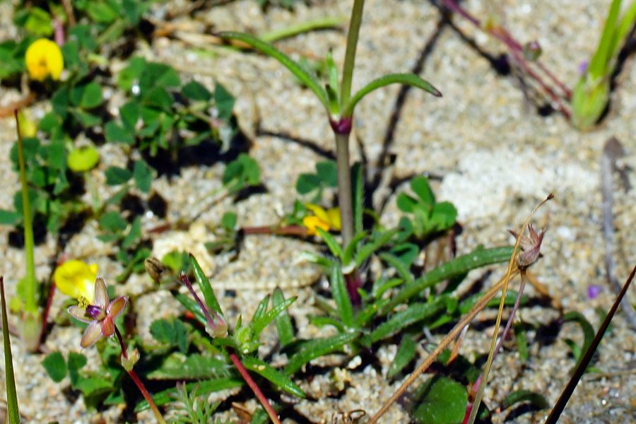 Silene niceensis / Silene nizzarda